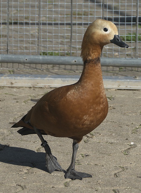 季中